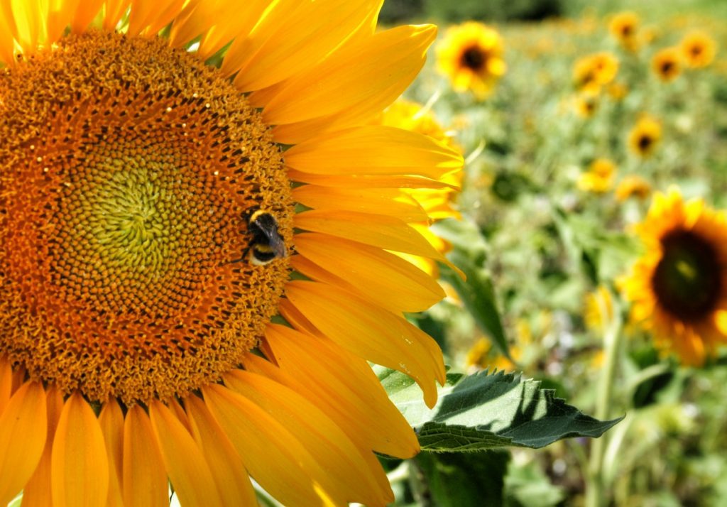 close-up photo of sunflower